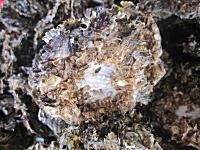 Nob`I