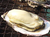 Ձ`Ղ`B